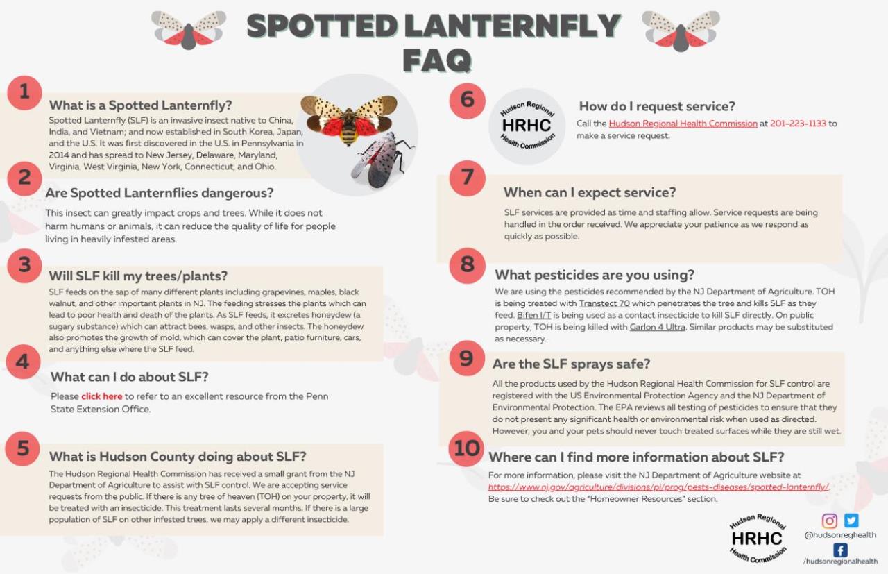 Spotted-Lantern-FAQ-2